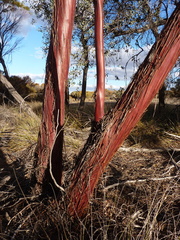 Eucalyptus caesia caesia