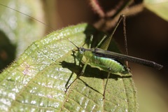 Dioncomena ornata