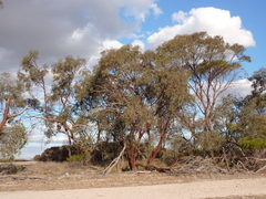 Eucalyptus caesia caesia