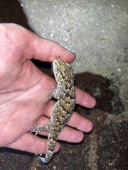 Chondrodactylus turneri