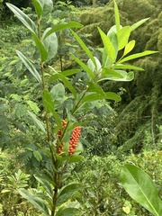 Citharexylum caudatum