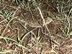 Chondrodactylus turneri