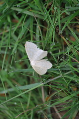 Scopula floslactata