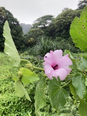 Hibiscus furcellatus