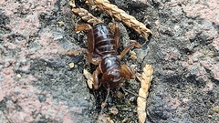 Stenopelmatus talpa