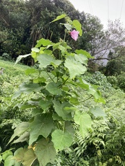Hibiscus furcellatus