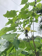 Hibiscus furcellatus