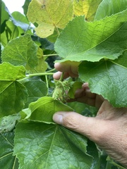 Hibiscus furcellatus