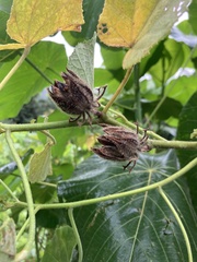Hibiscus furcellatus
