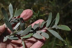 Acacia aneura major