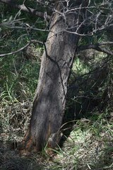 Acacia aneura major