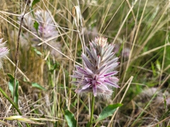 Ptilotus semilanatus