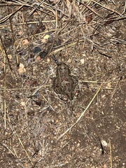 Sclerophrys garmani