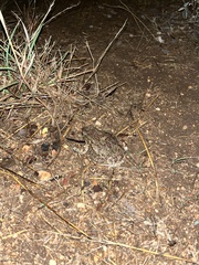 Sclerophrys garmani