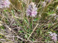 Ptilotus semilanatus
