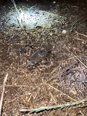 Sclerophrys garmani