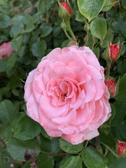 Rosa banksiae