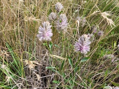 Ptilotus semilanatus