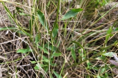Ptilotus semilanatus