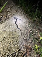 Cryptophis nigrescens