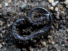 Batrachoseps nigriventris