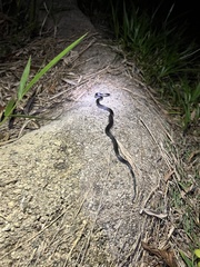 Cryptophis nigrescens