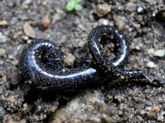 Batrachoseps nigriventris