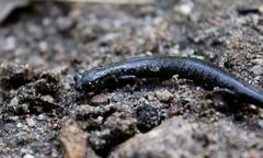 Batrachoseps nigriventris