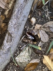 Periplaneta americana