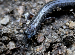 Batrachoseps nigriventris
