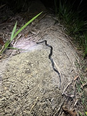 Cryptophis nigrescens