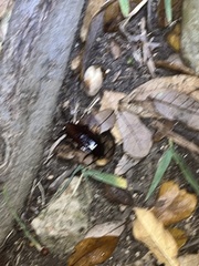 Periplaneta americana