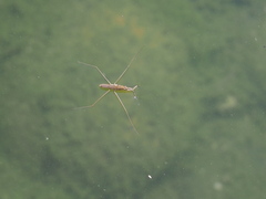 Aquarius paludum paludum