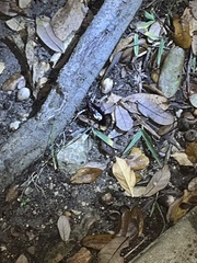 Periplaneta americana