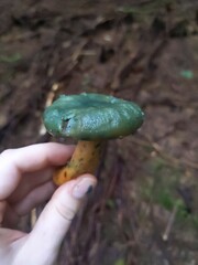 Lactarius aurantiosordidus