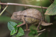 Rieppeleon brevicaudatus