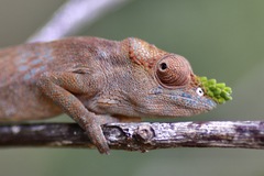 Matschie's Dwarf Chameleon photo 4