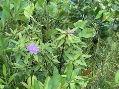 Melastoma septemnervium