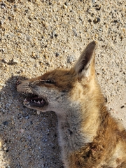 Vulpes vulpes crucigera