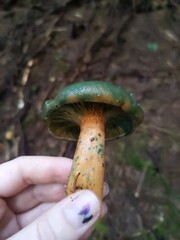 Lactarius aurantiosordidus