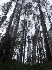 Eucalyptus regnans