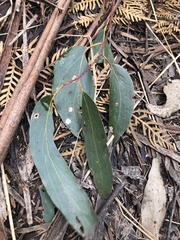 Eucalyptus regnans