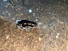 Phrynomantis bifasciatus
