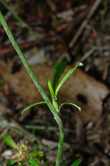 Euchiton
