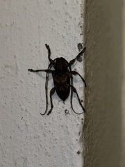 Lagocheirus araneiformis