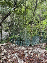 Metopium brownei