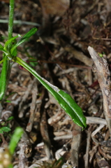 Euchiton