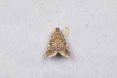 Elophila turbata