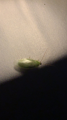 Panchlora nivea