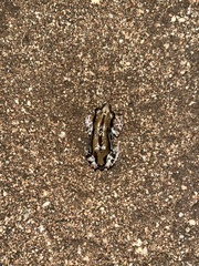 Kassina senegalensis